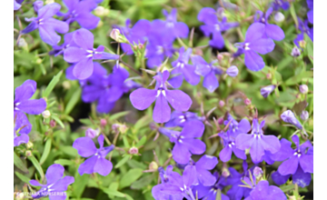 Lobelia Midnight Moon Tray