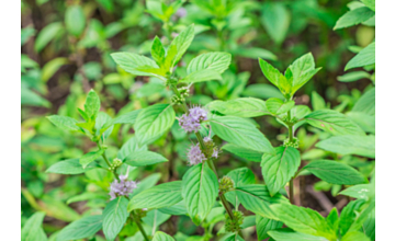 Pennyroyal Mint - Perfect Pathways 