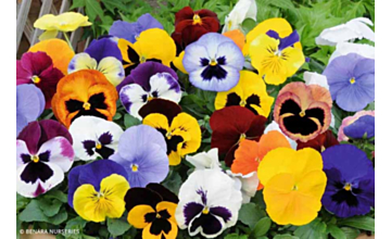 Pansy Fantasy Mix Tray