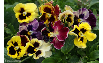 Pansy Regal Ruffles Tray