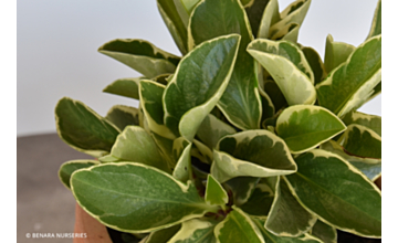 Peperomia obtusifolia albo marginata