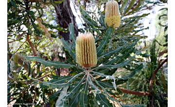 Banskia integrifolia