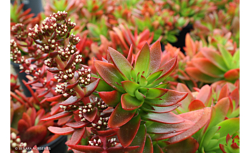 Crassula Campfire