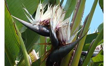 Strelitzia nicolai