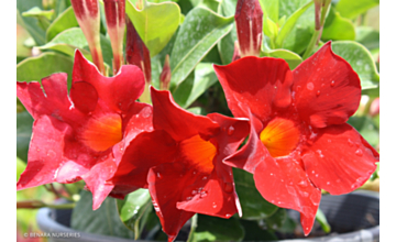 Mandevilla Classic Dark Red <span class="pbr">(PBR)</span>