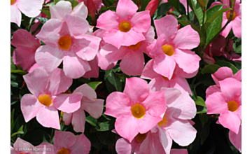 Mandevilla Pretty Rose Pink 