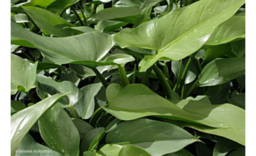 Philodendron Silver Sword