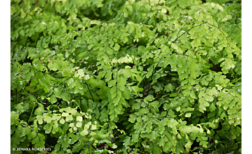 Adiantum fragrans