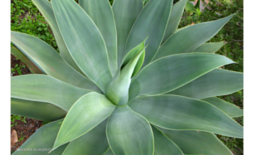 Agave Attenuata