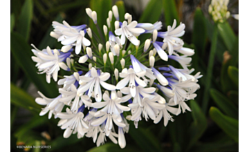 Agapanthus Queen Mum <span class="pbr">(PBR)</span>