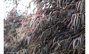 Agonis flexuosa After Dark