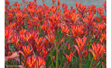 Anigozanthos Bush Blitz <span class="pbr">(PBR)</span>