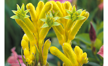 Anigozanthos Bush Bonanza <span class="pbr">(PBR)</span>