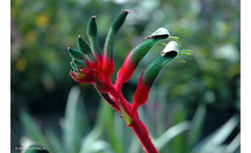 Anigozanthos Bush Dance <span class="pbr">(PBR)</span>