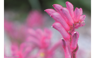 Anigozanthos Bush Pearl 