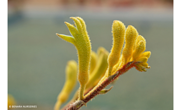 Anigozanthos Yellow Gem