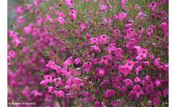 Boronia Magenta Stars <span class="pbr">(PBR)</span>