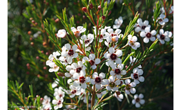 Chamelaucium Basil