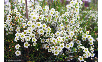 Chamelaucium White Surprise