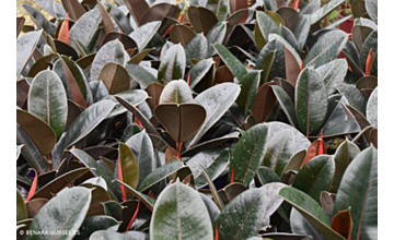 Ficus Burgundy