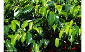 Ficus Midnight Beauty <span class="pbr">(PBR)</span>