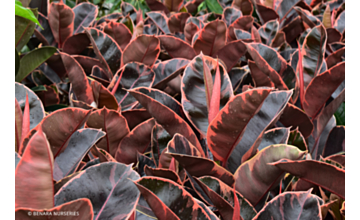 Ficus Ruby