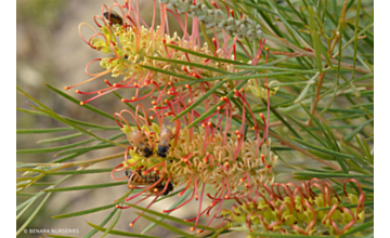 Grevillea Outback Sunrise <span class="pbr">(PBR)</span>