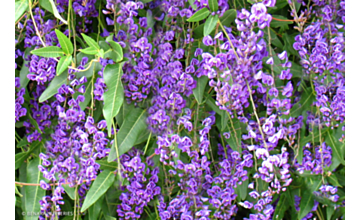 Hardenbergia Happy Wanderer