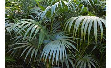 Howea forsteriana