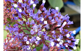 Limonium perezii Blue