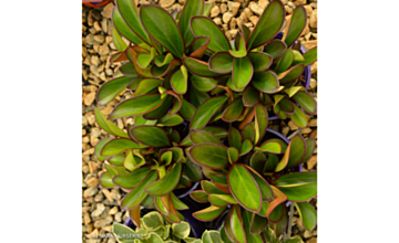 Peperomia obtusifolia Red Edge