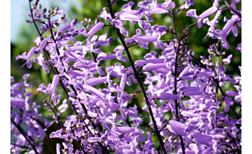 Plectranthus Mona Lavender <span class="pbr">(PBR)</span>