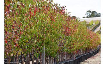 Pyrus calleryana Aristocrat