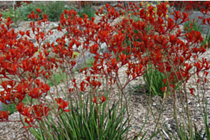 Anigozanthos Landscape Scarlet <span class="pbr">(PBR)</span>