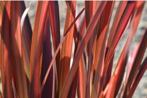 Phormium Chief