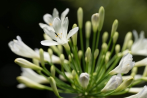 Agapanthus Perpetual Peace