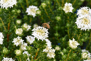 Pimelea White Solitaire