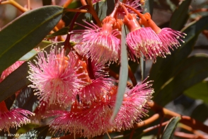 Eucalyptus torwood