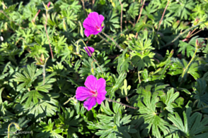 Geranium Tiny Monster