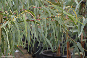 Eucalyptus Microtheca